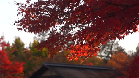 Close-up-of-beautiful-red-Japanese-maple-leaves-softly-waving-against-shrine