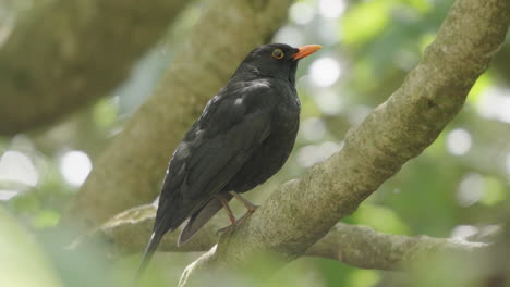 Blackbird-Male-Bird-Perching-On-The-Tree-In-The-Forest---Close-Up