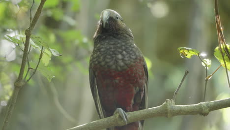 Kaka-Parrot-Resting-On-The-Tree-Branch-In-The-Forest-In-Wellington,-New-Zealand---Close-Up