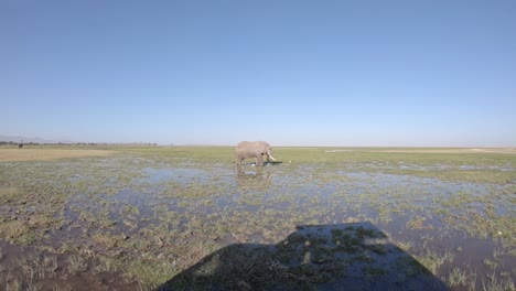 Single-elephant-grazing-in-pond-at-Amboseli-National-Park-Kenya-African-wildlife