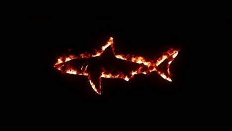 Shark-on-fire-and-burning-effect-with-black-background