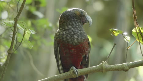Close-Up-Of-Kaka-Parrot-In-The-Forest-In-Wellington,-New-Zealand