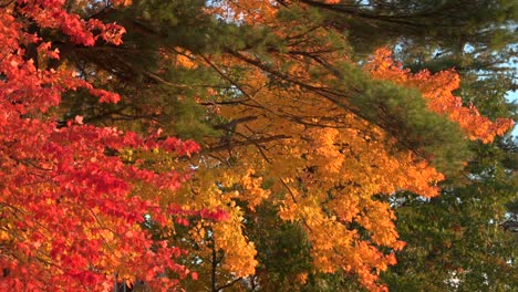 Bunte-Herbstblätter-Bei-Sonnenuntergang