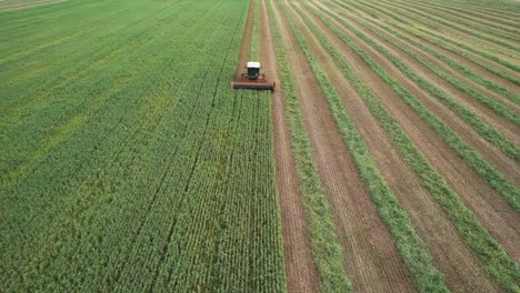 In-northeast-Wisconsin,-a-tractor-cuts-a-field-of-oats,-beans-and-rye