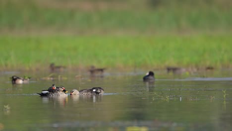 Indian-Spot-billed-Ducks-in-Wetland