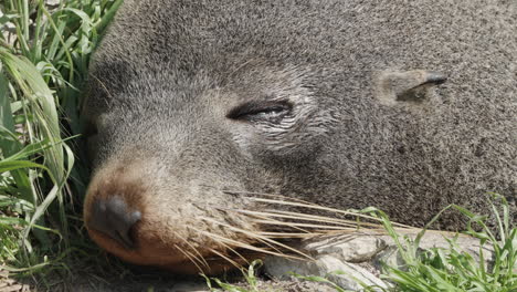 Close-Up-Of-Sleeping-Fur-Seal-In-Kaikoura,-New-Zealand