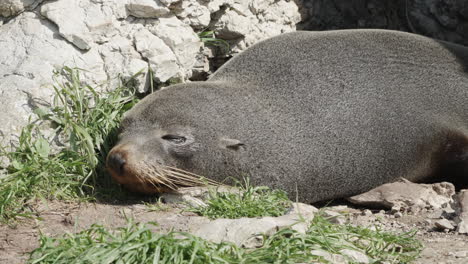 New-Zealand-Fur-Seal-Sleeping-In-Kaikoura,-South-Island,-New-Zealand---Close-Up