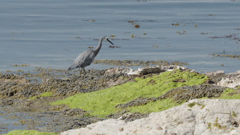 White-Faced-Heron-In-Kaikoura,-South-Island,-New-Zealand---Wide-Shot