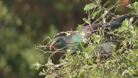 Kereru-Wood-Pigeon-Eating-Leaves-And-Flowers-Of-Tree-At-Neils-Beach-In-West-Coast,-New-Zealand