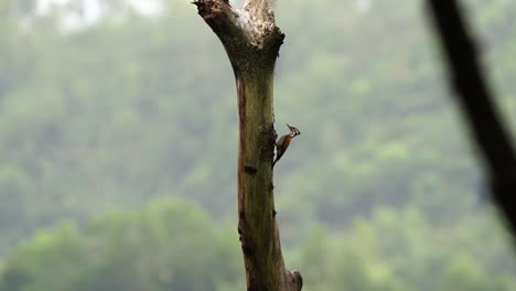 Pelatuk-besi-or-dinopium-javanense-or-Woodpecker-pecking-and-hanging-on-tree