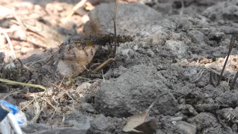 Hormigas-Negras-Llevando-Comida-De-Hojas