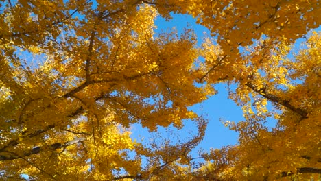 Atemberaubende-Nahaufnahmen-In-Zeitlupe-Von-Leuchtend-Gelben-Ginko-Blättern