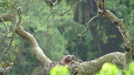 A-javan-hawk-eagle-nisaetus-bartelsi-nestling-on-its-nest-over-a-tall-tree
