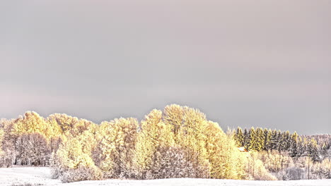 Wunderschöne-Winteransicht-Eines-Waldes-Unter-Schnee-In-Einer-Zeitrafferaufnahme