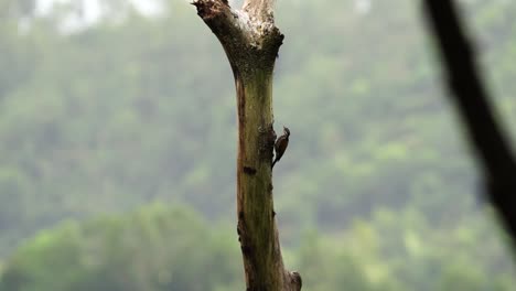 Pelatuk-Besi-Indonesia-O-Pájaro-Carpintero-Picoteando-Y-Colgando-De-Un-árbol-En-El-Bosque-Indonesio-En-Un-Día-Soleado