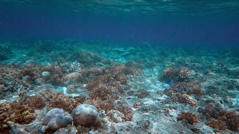 Unterwasseraufnahme-Tropischer-Korallen-In-Zeitlupe