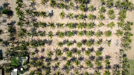 Drone-View-of-Palm-Trees-on-Tropical-Beach-in-Indonesia
