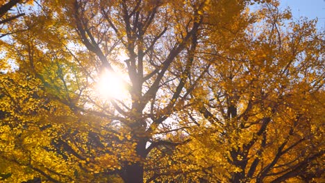 Weitblick-–-Spaziergang-Durch-Reihen-Gelber-Ginkobäume