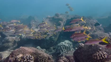 Underwater-footage-of-a-school-of-Yellowfin-goatfish-swimming-around-a-hawaiian-rocky-tropical-reef-in-the-clear-blue-ocean