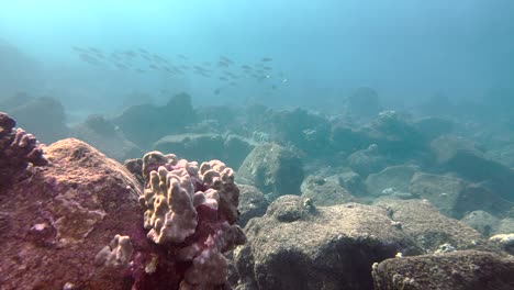 Peces-Tropicales-Nadando-Alrededor-De-Un-Arrecife-Tropical-Rocoso-Hawaiano-En-El-Océano-Azul-Claro