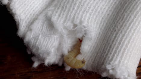 Moth-Larva-Enters-Hole-In-Knitted-Clothing