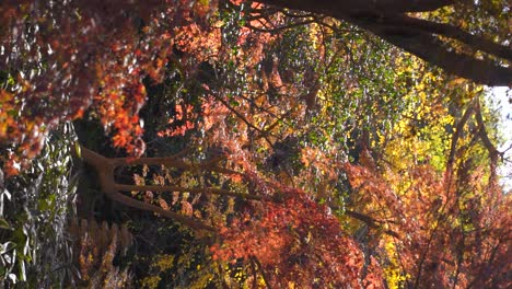 Vertikaler,-Rahmenfüllender-Blick-Auf-Herbstfarben-Mit-Fallenden-Blättern