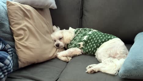 Maltese-dog-sleeping-on-the-couch-in-a-Christmas-sweater