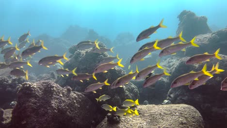 Unterwasseraufnahmen-Von-Gelbflossen-Ziegenfischen,-Die-Um-Ein-Hawaiianisches-Felsiges-Tropisches-Riff-Im-Klaren-Blauen-Ozean-Schwimmen