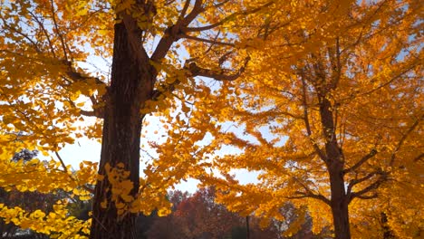 Cinematic-slider-over-bright-and-vibrant-yellow-trees-in-fall-with-sun-flares