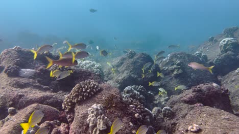 Yellowfin-goatfish-swimming-around-a-hawaiian-rocky-tropical-reef-in-the-clear-blue-ocean