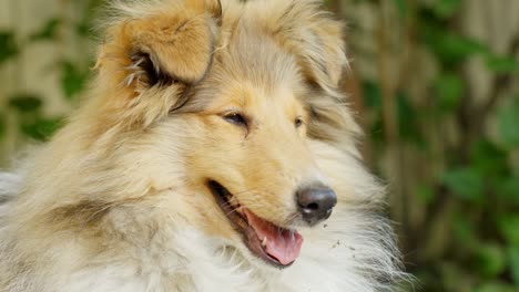 Rough-Collie-Dog-Enjoying-a-Quiet-Day-in-the-Countryside,-Close-Up