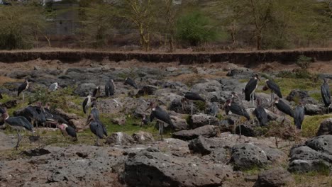 A-flock-of-marabou-storks-stand-quietly-on-the-rocks