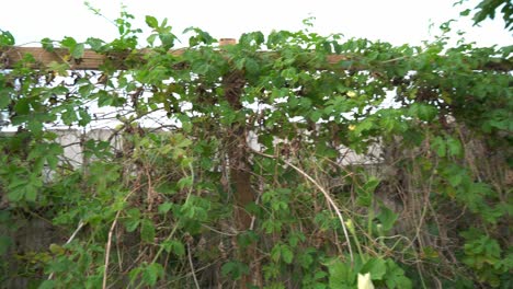 Vines-of-Cerasee-kerala-bitter-melon-plant-with-kerala-hanging-from-vines-used-to-make-herbal-healthy-tea-good-for-weight-loss