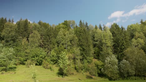 Dense-Thicket-With-Green-Foliage-In-Summertime
