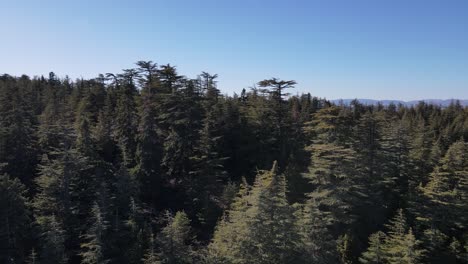 Aerial-view-of-forest-drone-shot-flying-over-spruce-conifer-treetops,-nature-background-footage-in-high-quality-resolution