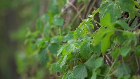 Wall-of-green-cerasee-vines-and-leaves-growing-kerala-bitter-melon-plant-with-kerala-hanging-from-vines-used-to-make-herbal-healthy-teagood-for-weight-loss