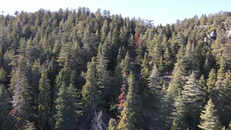 Aerial-view-of-forest-drone-flying-above-the-tops-of-pine-trees,-nature-background-images-in-high-quality-resolution