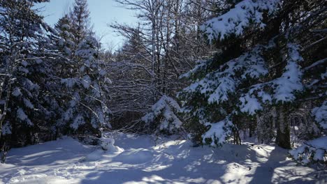 Filmszene-Im-Vogesenwald-Mit-Tannen,-Die-Im-Winter-Mit-Frischem-Weißen-Schnee-Beladen-Sind