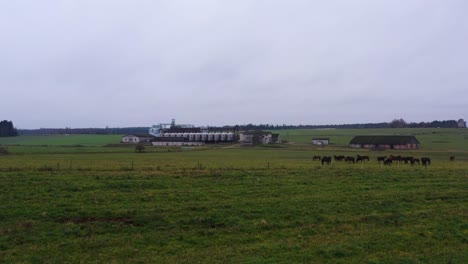 Large-farm-with-grain-silos-in-distance-and-horse-herd-on-a-gloomy-day