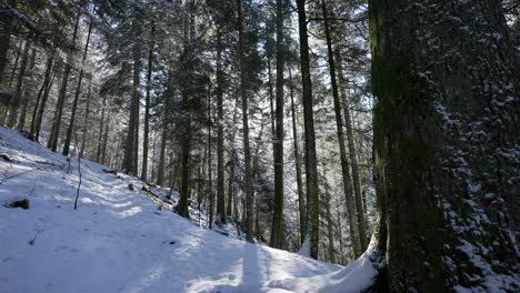 Reihen-Großer-Tannenbäume-Auf-Einem-Schneebedeckten-Hang,-Hintergrundbeleuchtung-Durch-Die-Sonne