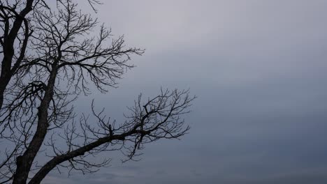 Leafless-tree-branch-silhouette-against-cloudy-winter-sky