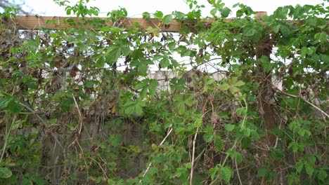 Schwenkaufnahme-Der-Cerasee-Wand-Von-Rechts-Nach-Links.-Cerasee-Kerala-Bittermelonenpflanze-Mit-Kerala-Pflanze,-Die-An-Ranken-Hängt,-Aus-Denen-Gesunder-Kräutertee-Hergestellt-Wird,-Der-Sich-Gut-Zur-Gewichtsabnahme-Eignet