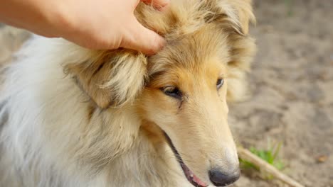 POV-of-Owner-Affectionately-Petting-a-Loyal-Rough-Collie-Outdoors