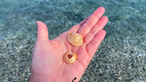 Hand-holding-two-orange-white-sea-shells-with-holes-at-the-beach-with-turquoise-water-in-Manilva-Spain,-summer-day,-4K-static-shot