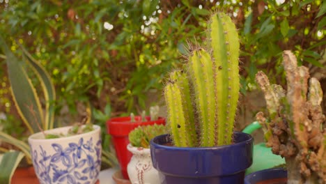 Plantas-De-Cactus-En-Macetas-Fuera-Del-Jardín.-Fotografía-De-Cerca