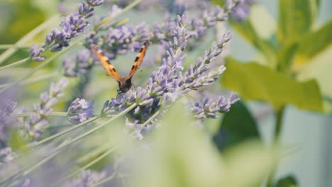Experience-the-enchanting-beauty-of-an-Aglais-urticae,-a-Small-Tortoiseshell-butterfly,-gracefully-fluttering-on-lavender-blooms,-surrounded-by-a-captivating-bokeh-background