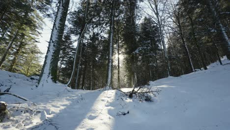Low-sun-casts-long-shadows-over-the-snow-covered-slopes-between-giant-fir-trees-in-the-Vosges-Forest