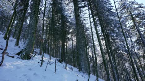 Static-shot-of-giant-fir-trees-on-the-winter-slopes-of-Vosges-Forest,-France
