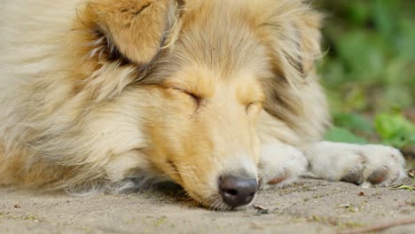 Pure-Breed-Rough-Collie-Sleepily-Blinking-Gently-Awakens-Then-Dozes-Off