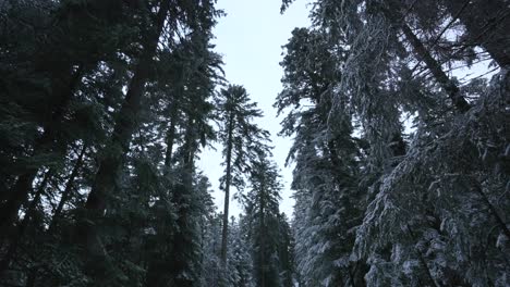 Looking-up-through-woodlands-of-fir-trees-covered-with-snow